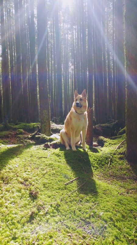 Entry image for Bosco. Clicking this image will show a larger photo