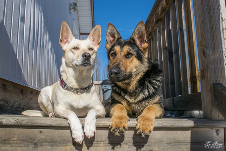 Entry image for Zelda & Callie. Clicking this image will show a larger photo