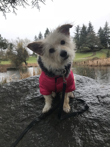 Entry image for Vonn. Clicking this image will show a larger photo