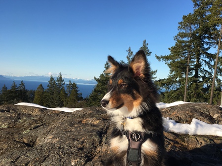 Entry image for Cooper. Clicking this image will show a larger photo