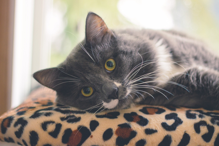 Entry image for Betsy. Clicking this image will show a larger photo