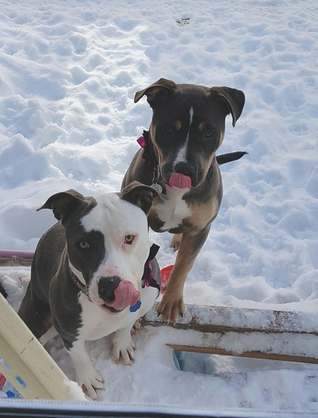 Entry image for Jade and Rhea. Clicking this image will show a larger photo