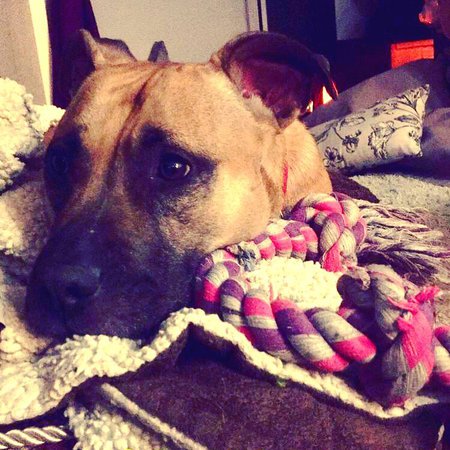 Entry image for Stella. Clicking this image will show a larger photo