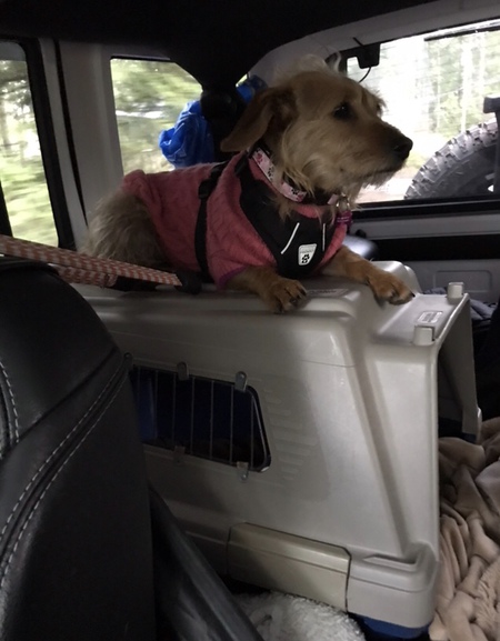 Entry image for Bella . Clicking this image will show a larger photo