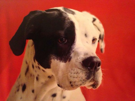 Entry image for Sadie. Clicking this image will show a larger photo