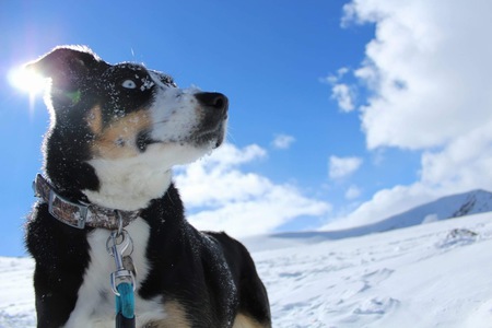 Entry image for Kit. Clicking this image will show a larger photo