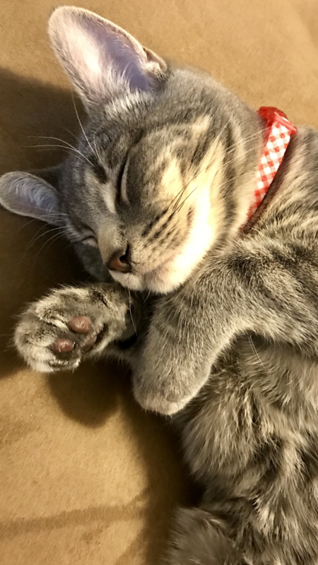 Entry image for Zillara. Clicking this image will show a larger photo