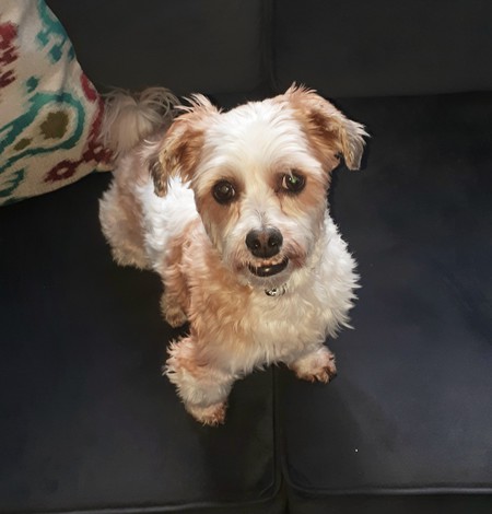 Entry image for Copper. Clicking this image will show a larger photo