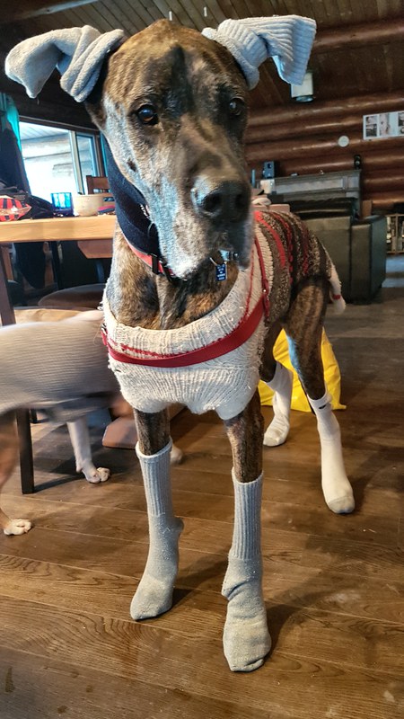 Entry image for Bardon. Clicking this image will show a larger photo