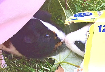 Entry image for Bobby and Birdie. Clicking this image will show a larger photo