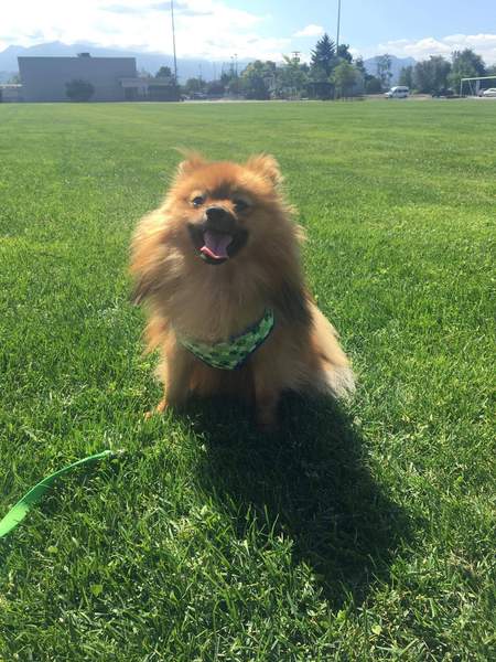 Entry image for Peanut. Clicking this image will show a larger photo