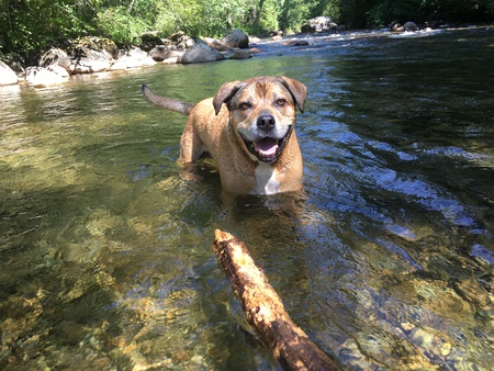 Entry image for Gorgeous George. Clicking this image will show a larger photo