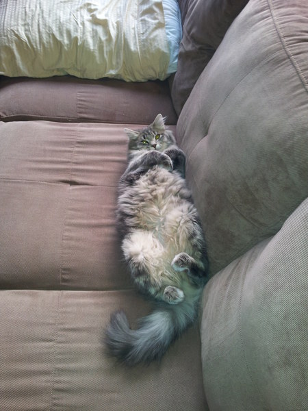 Entry image for Petals. Clicking this image will show a larger photo