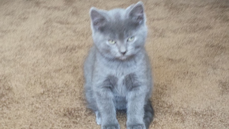 Entry image for Brussel. Clicking this image will show a larger photo