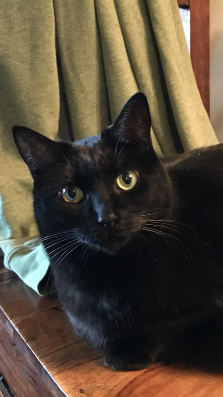 Entry image for Cleokatra. Clicking this image will show a larger photo