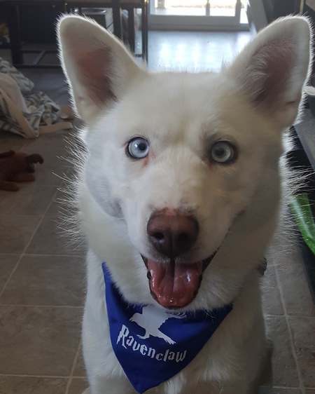 Entry image for Luna. Clicking this image will show a larger photo