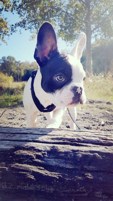 Entry image for Theodore. Clicking this image will show a larger photo