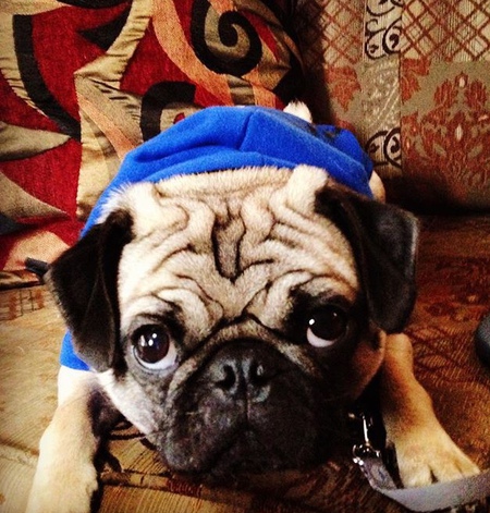 Entry image for Hudson . Clicking this image will show a larger photo