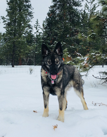 Entry image for Ranger . Clicking this image will show a larger photo