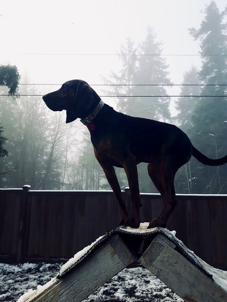 Entry image for Carolina Jessamine . Clicking this image will show a larger photo