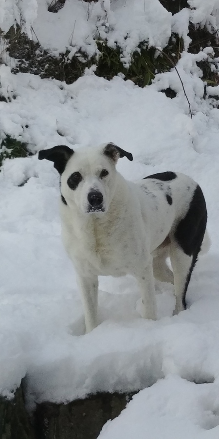 Entry image for Diesel . Clicking this image will show a larger photo