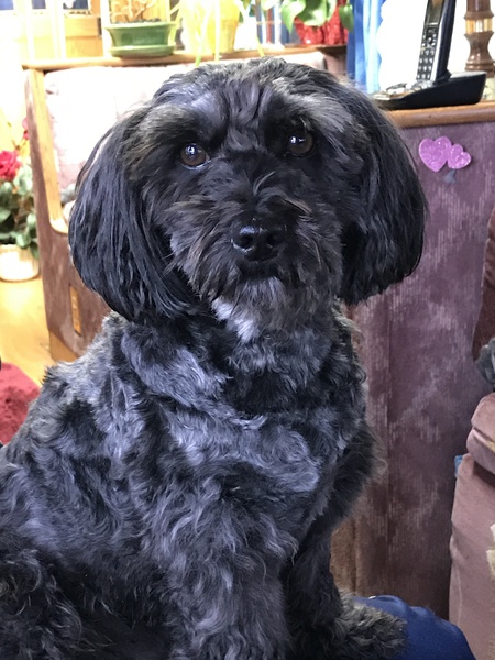 Entry image for Teddy. Clicking this image will show a larger photo