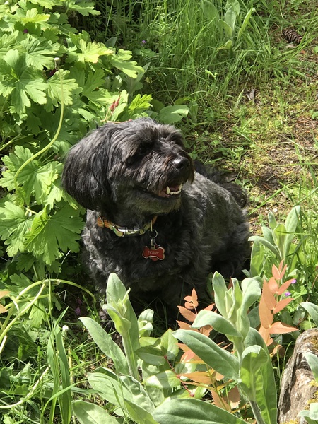 Entry image for Teddy. Clicking this image will show a larger photo