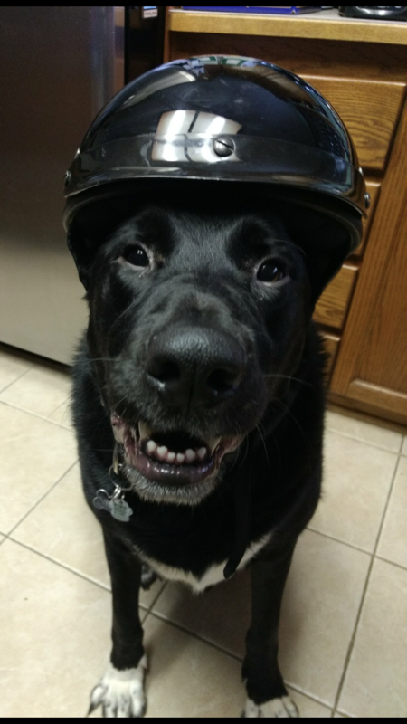 Entry image for Nero . Clicking this image will show a larger photo