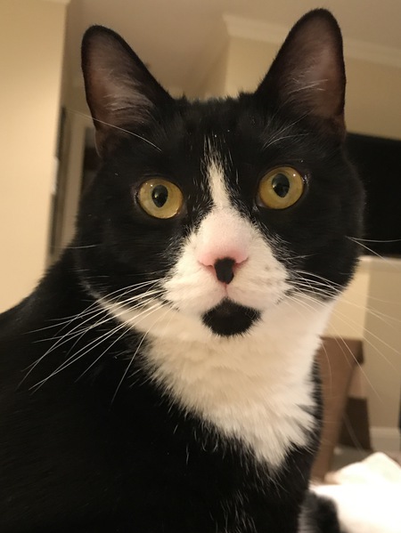 Entry image for Neko. Clicking this image will show a larger photo