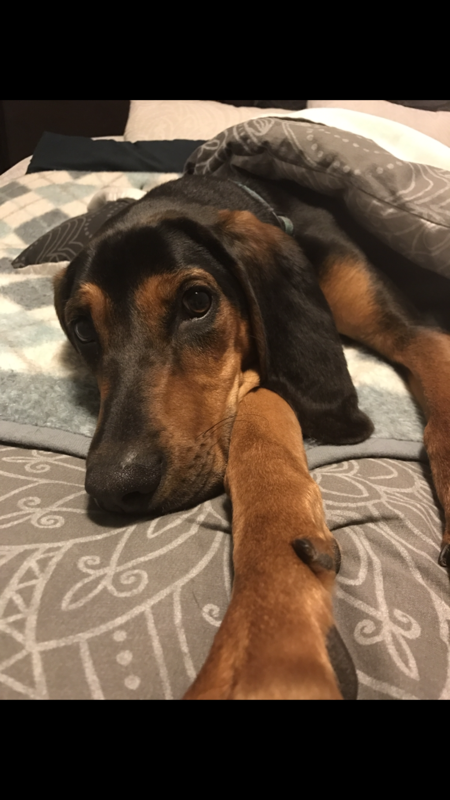 Entry image for Farley . Clicking this image will show a larger photo