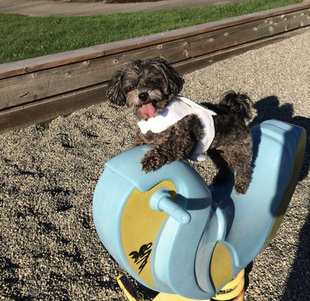 Entry image for Roxi. Clicking this image will show a larger photo