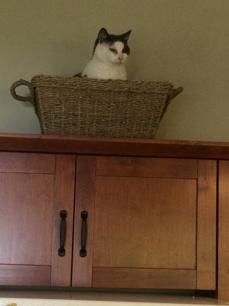 Entry image for Casper. Clicking this image will show a larger photo