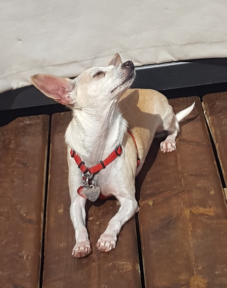 Entry image for Lolly. Clicking this image will show a larger photo