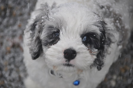 Entry image for Oliver Blu. Clicking this image will show a larger photo