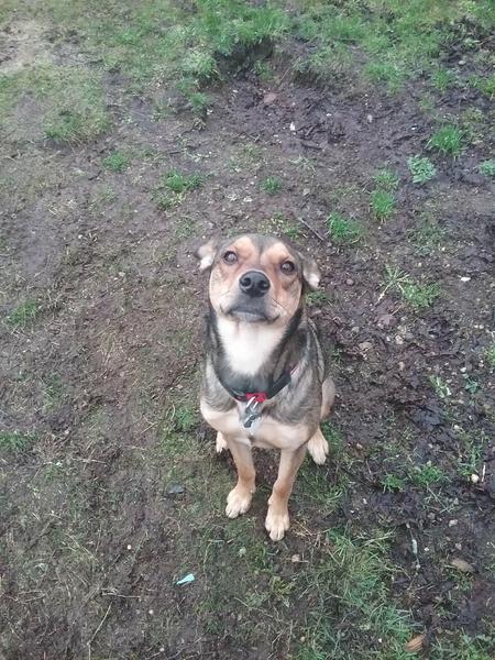 Entry image for Luna. Clicking this image will show a larger photo