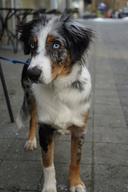 Entry image for Blu. Clicking this image will show a larger photo