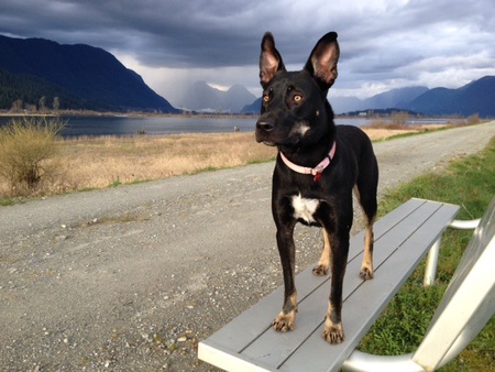 Entry image for Roxy. Clicking this image will show a larger photo