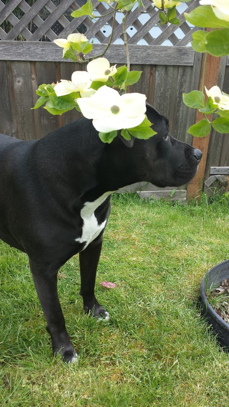 Entry image for Pepper. Clicking this image will show a larger photo