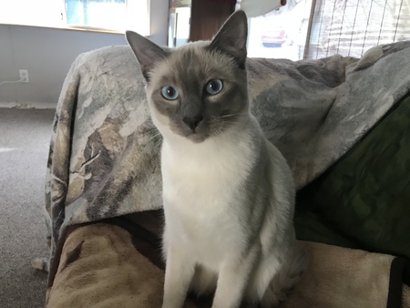 Entry image for Scout. Clicking this image will show a larger photo