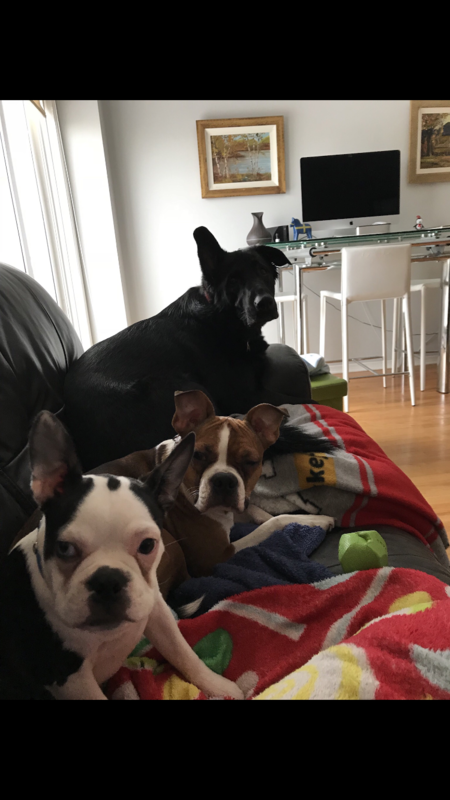 Entry image for Lana, Mika, Rosco. Clicking this image will show a larger photo