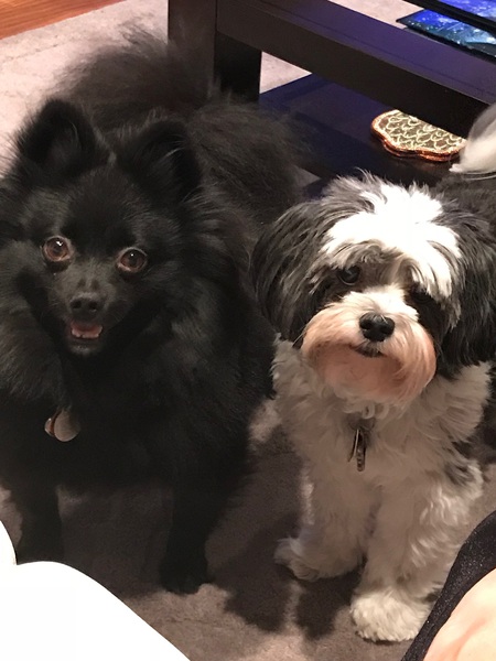 Entry image for Honey and Quincy. Clicking this image will show a larger photo