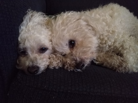 Entry image for Buddy and Jackson. Clicking this image will show a larger photo