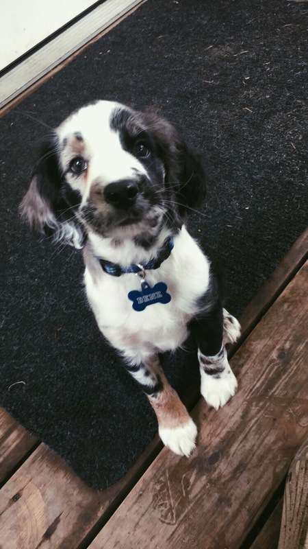 Entry image for Benz. Clicking this image will show a larger photo