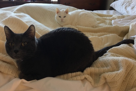 Entry image for Delilah and Morwen. Clicking this image will show a larger photo