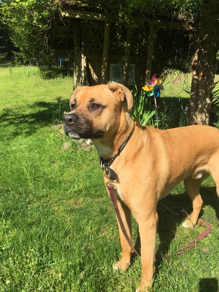 Entry image for Rigby. Clicking this image will show a larger photo