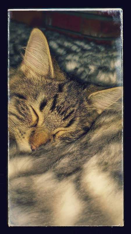 Entry image for Fluffy. Clicking this image will show a larger photo