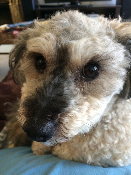 Entry image for Izzy. Clicking this image will show a larger photo