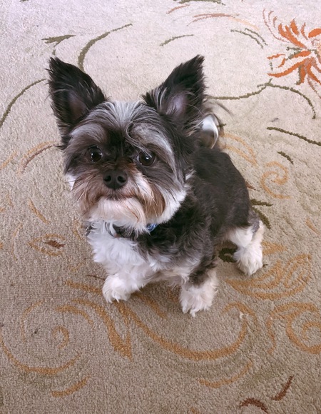 Entry image for Leo. Clicking this image will show a larger photo