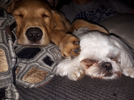 Entry image for Buddy and Alli. Clicking this image will show a larger photo