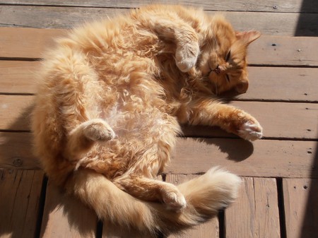 Entry image for Mortimer. Clicking this image will show a larger photo